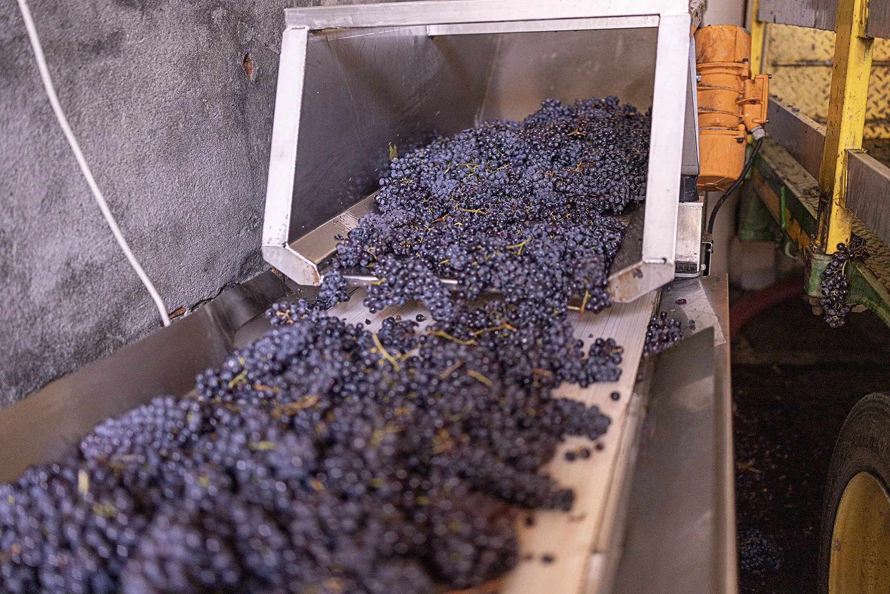 Vietti_1956 copy.jpg