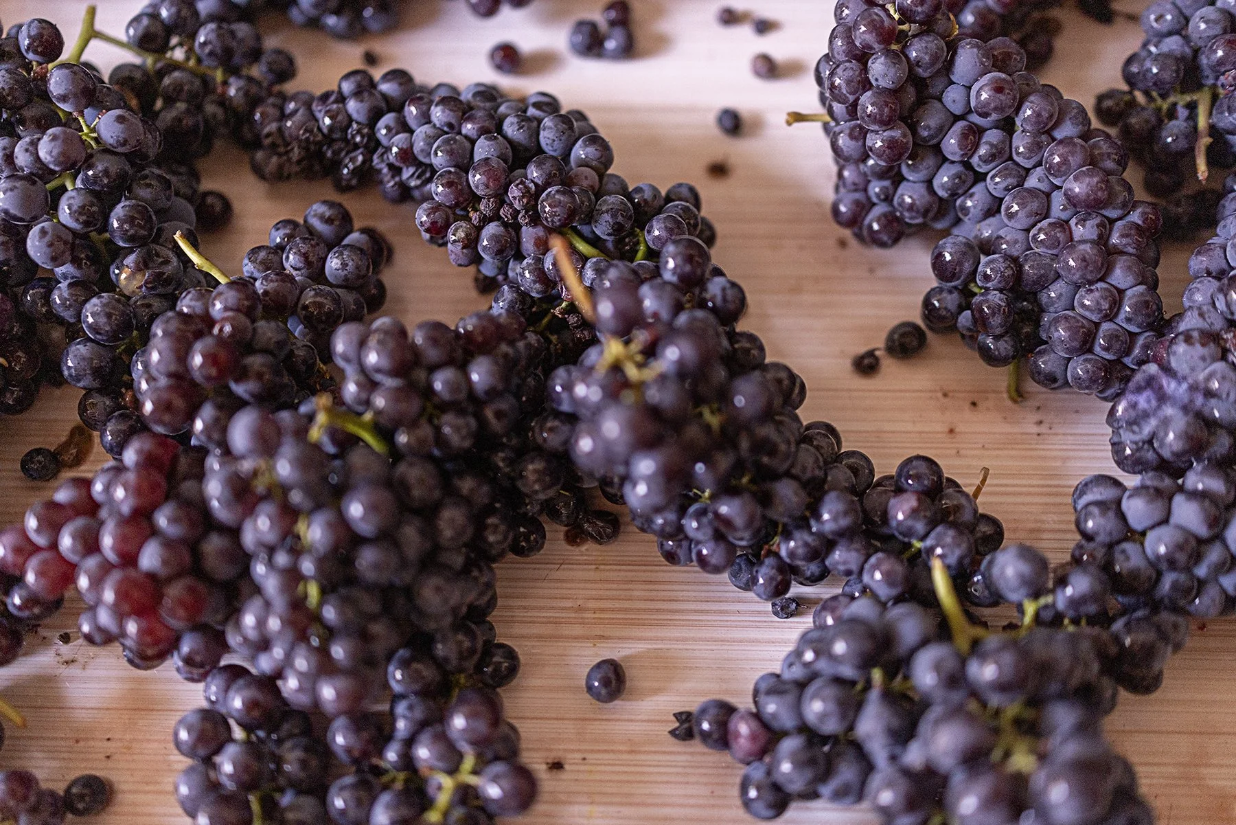 Vietti_1976 copy.jpg