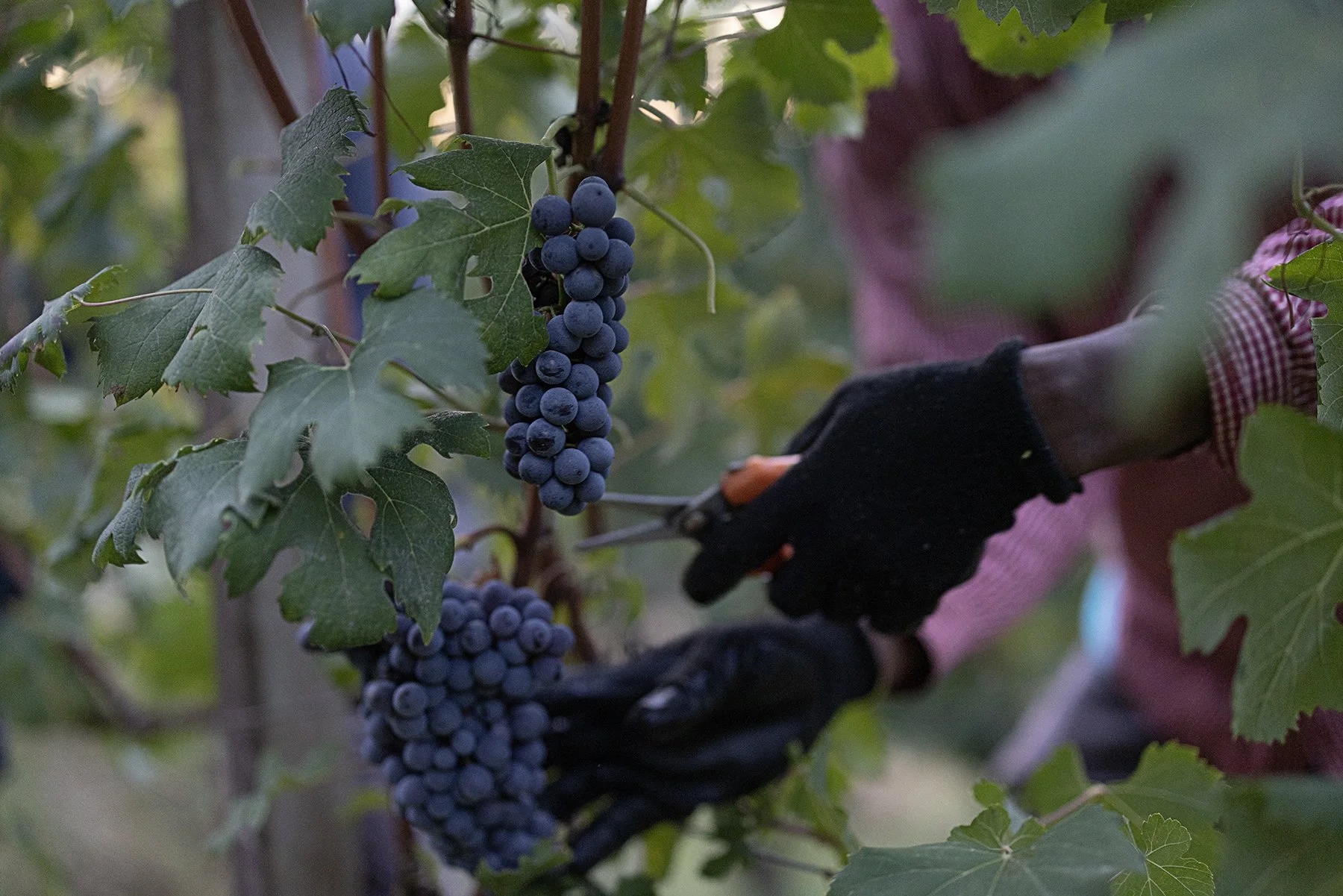 Vietti_2290 copy.jpg