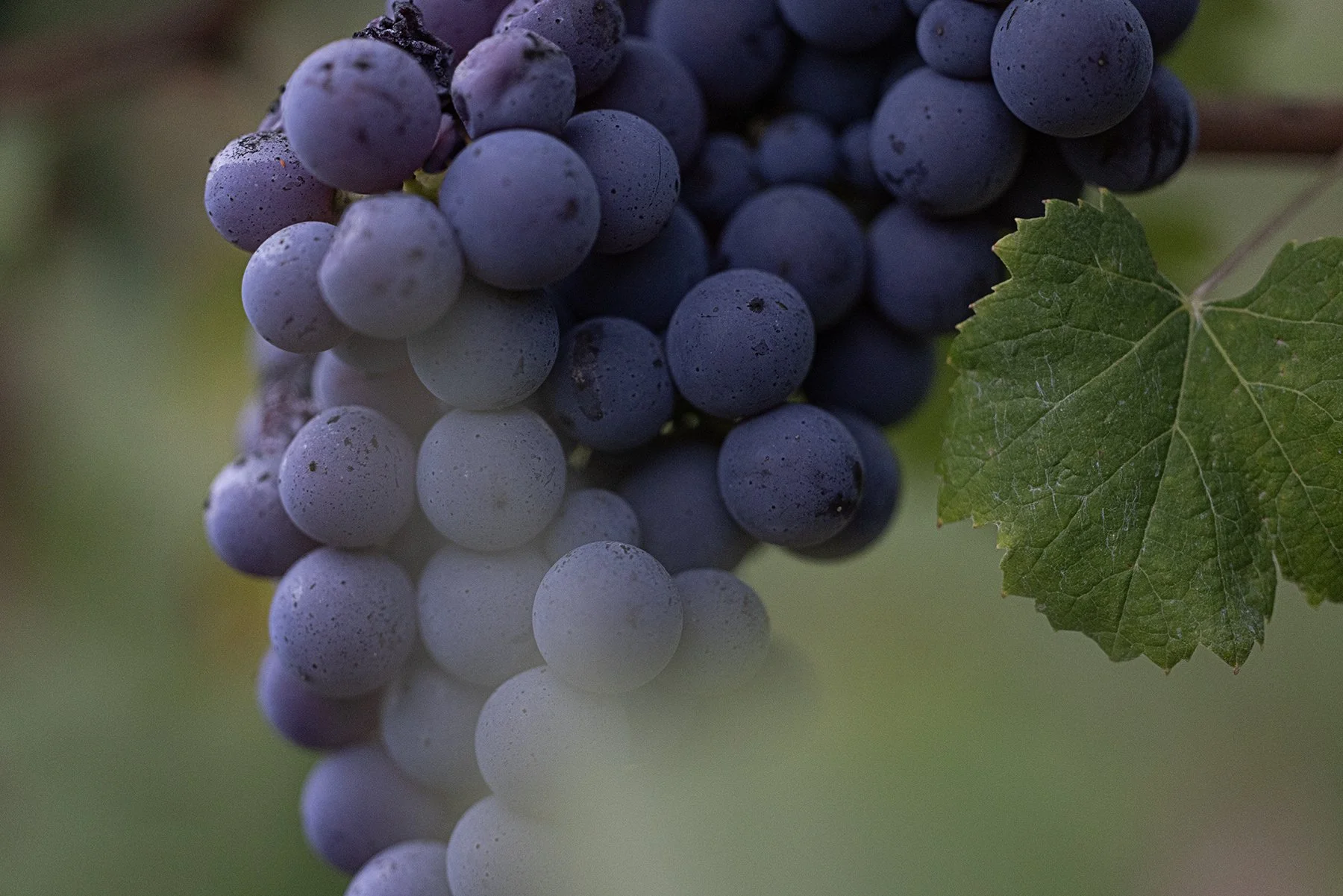 Vietti_2314 copy.jpg