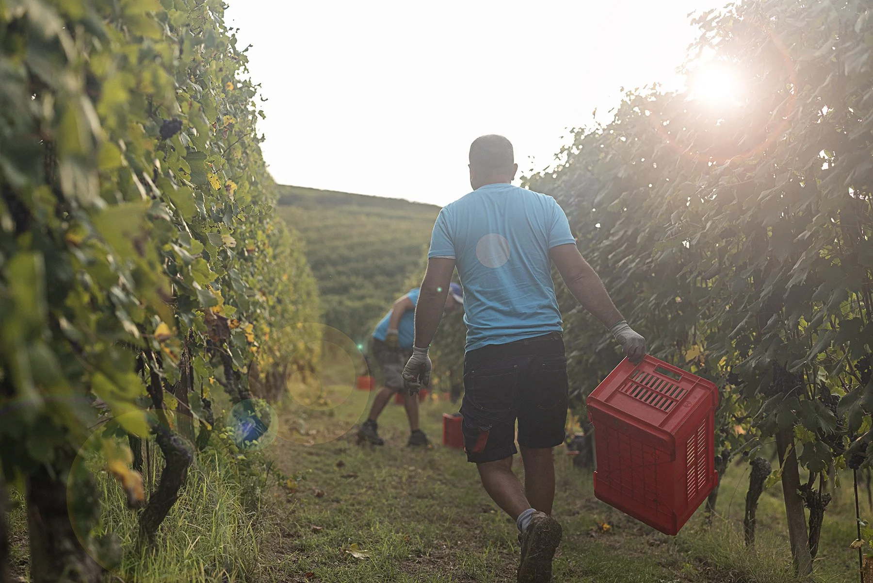 Vietti_2556 copy.jpg