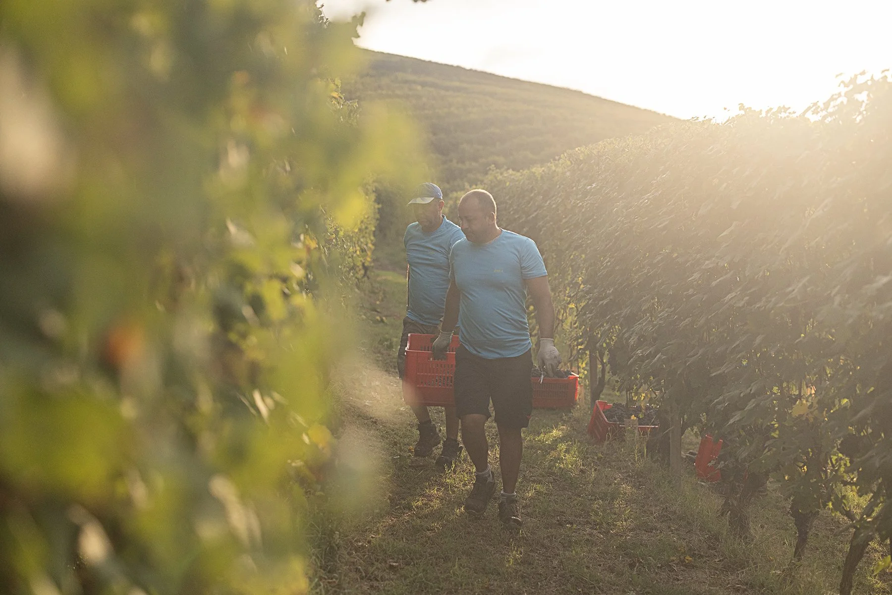 Vietti_2569 copy.jpg