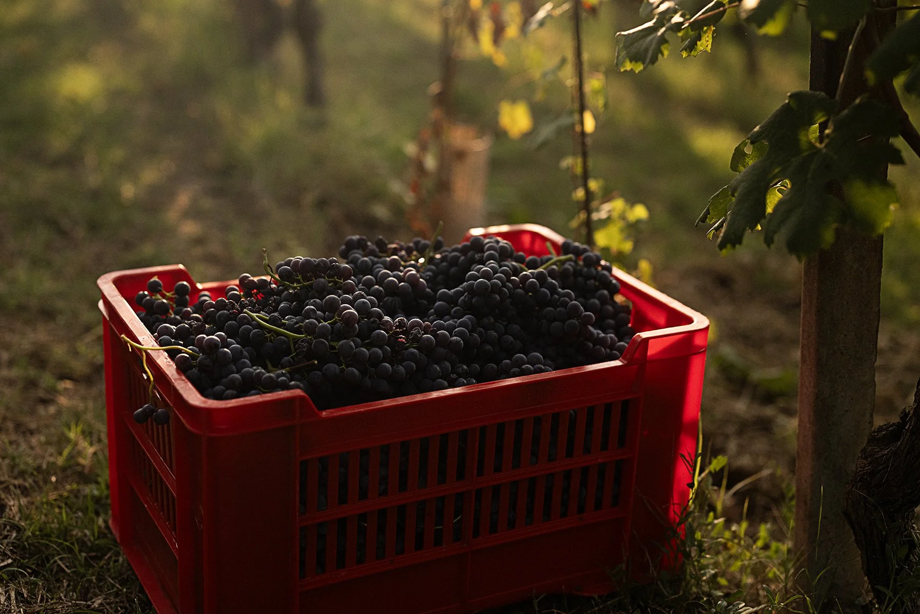 Vietti_2576 copy.jpg