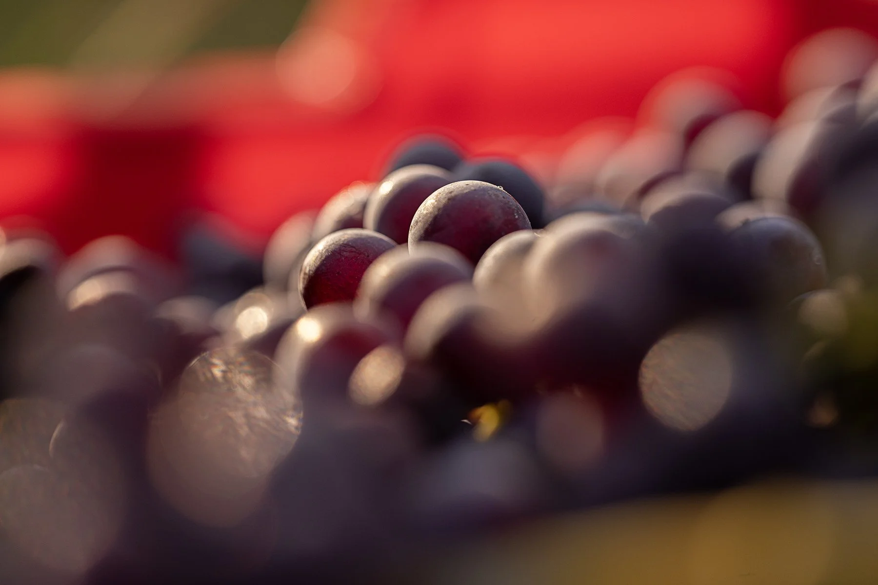 Vietti_2586 copy.jpg