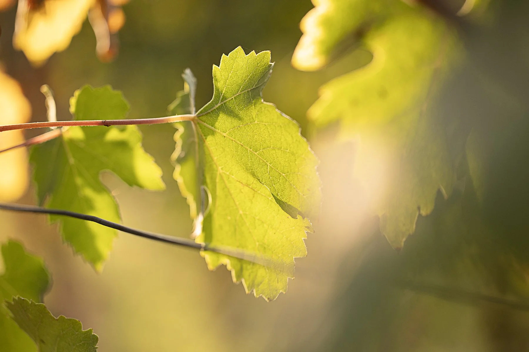 Vietti_2594 copy.jpg