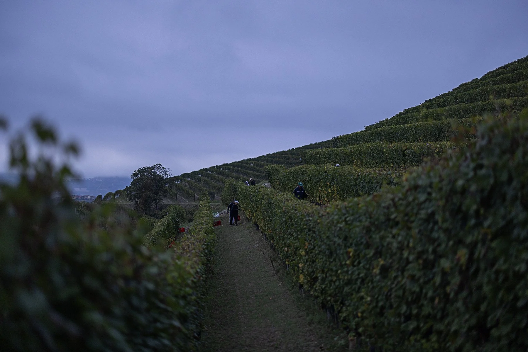 Vietti_3050 copy.jpg