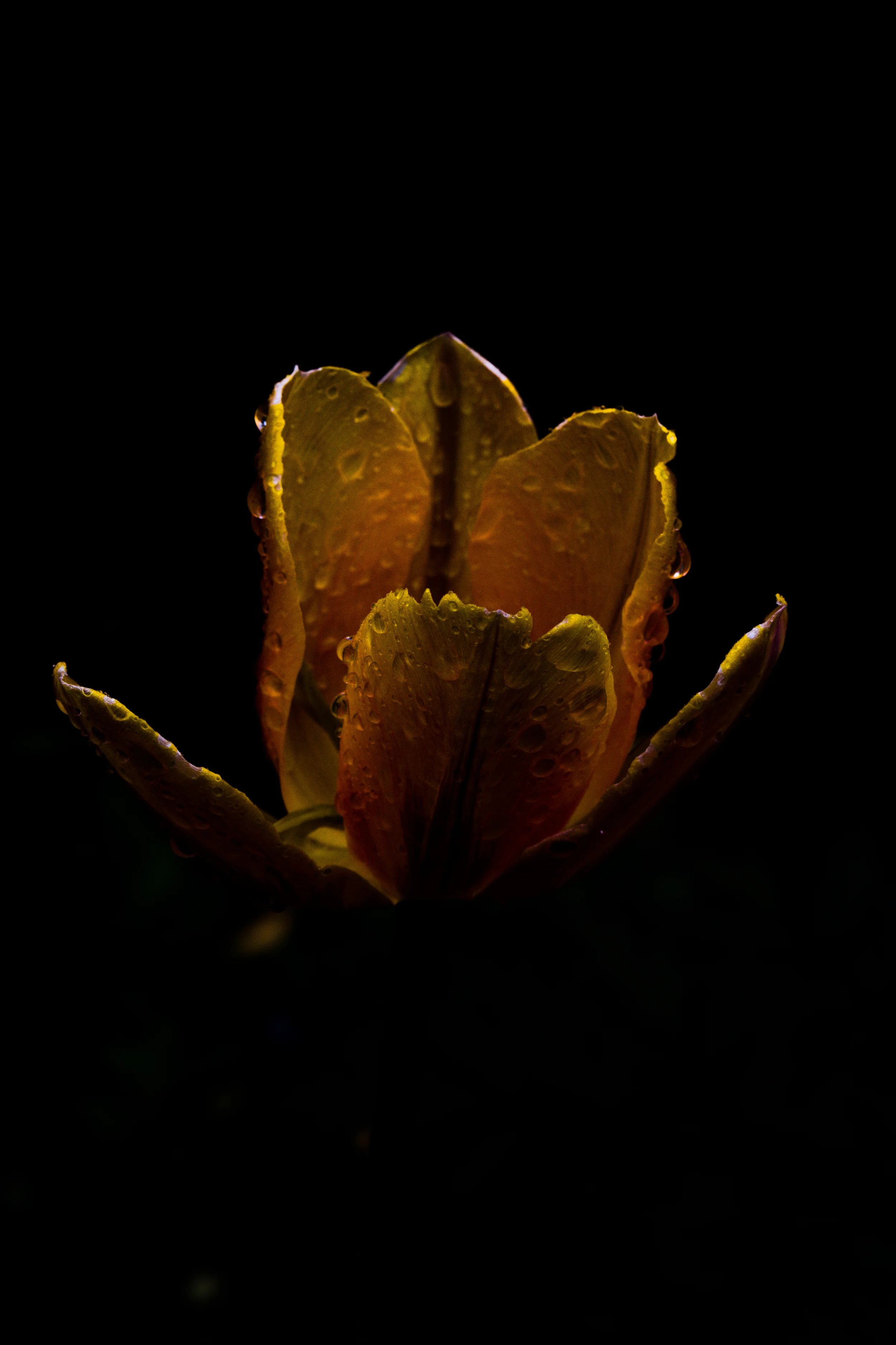 Yellow Tulip