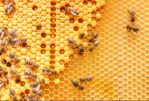 beehive.png