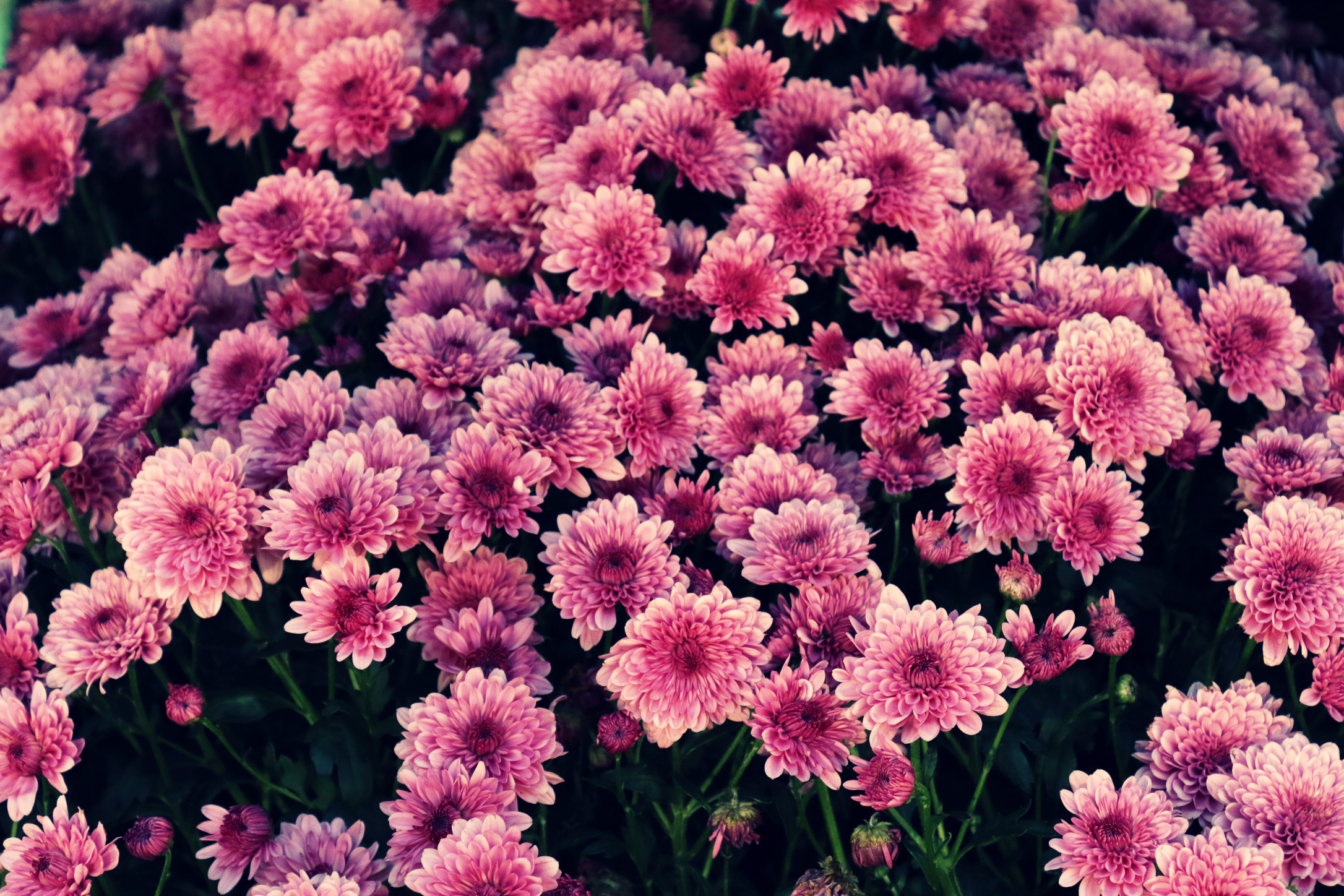Flowers.jpg