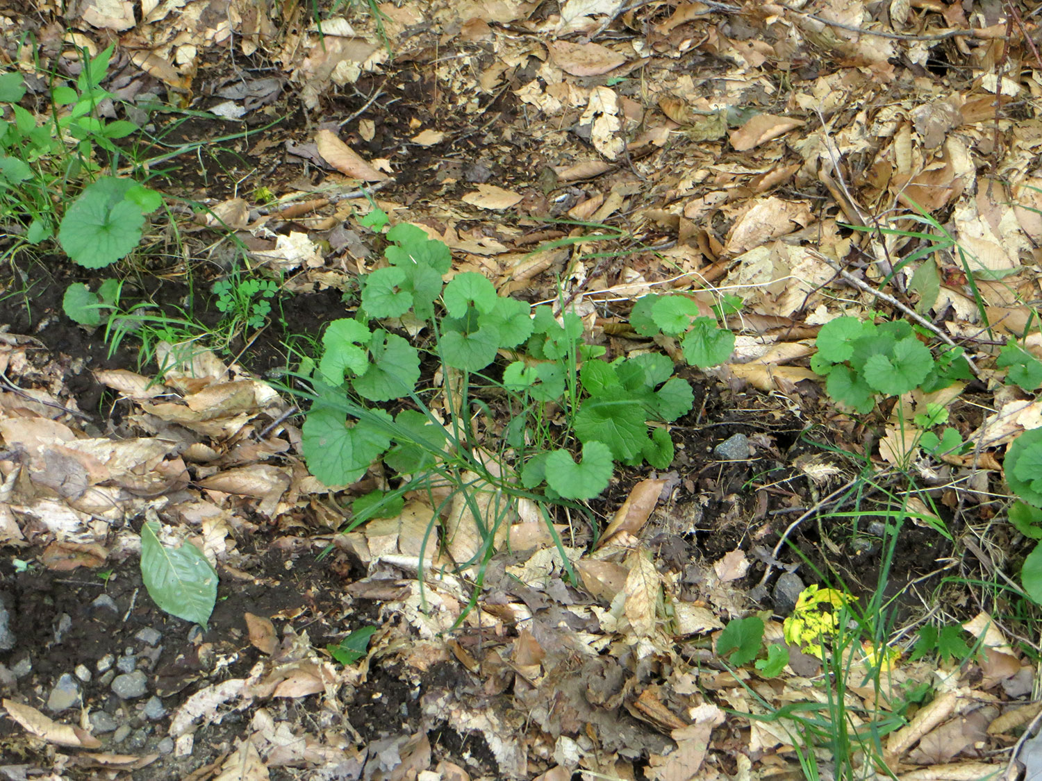 Invasive Species — Adirondack Stewardship