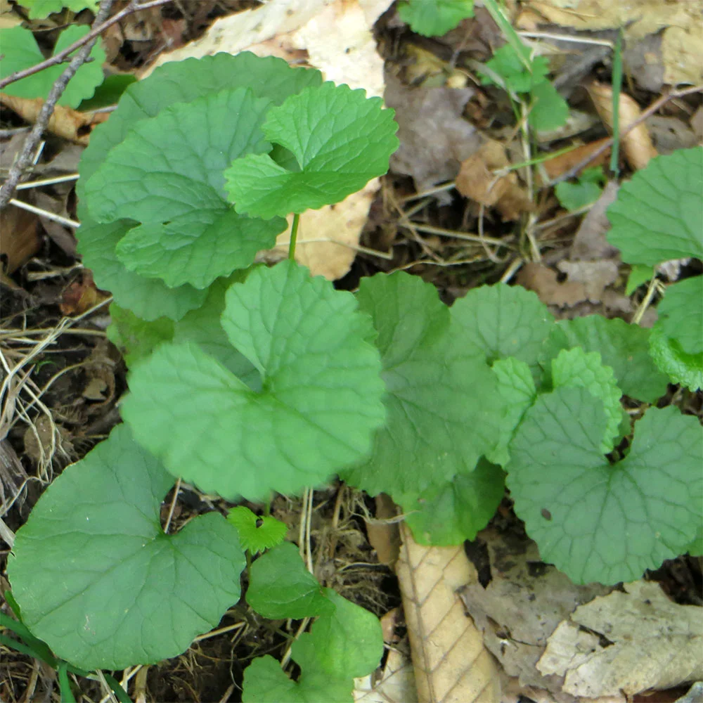 Invasive Species — Adirondack Stewardship