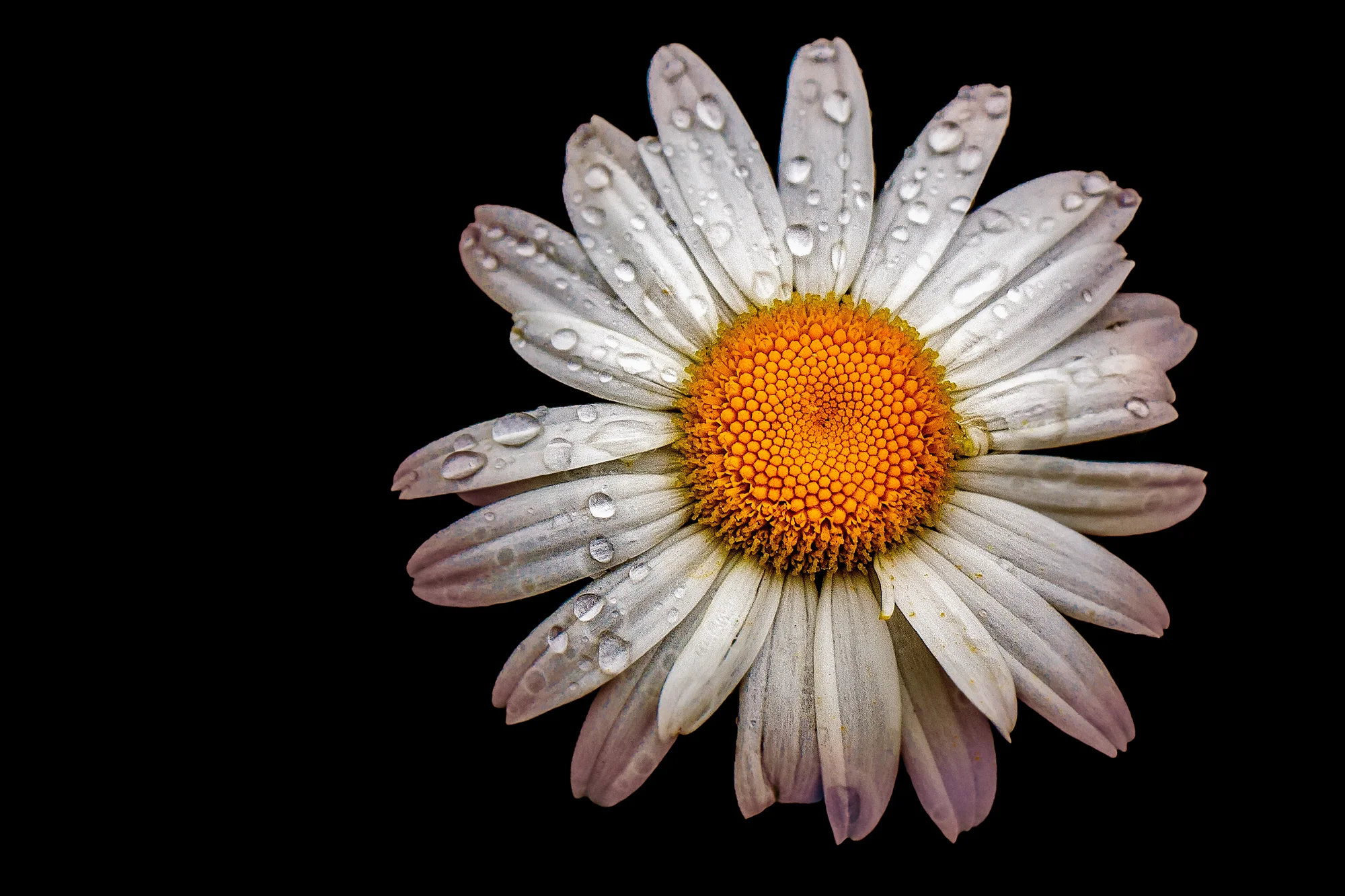 Daisy
