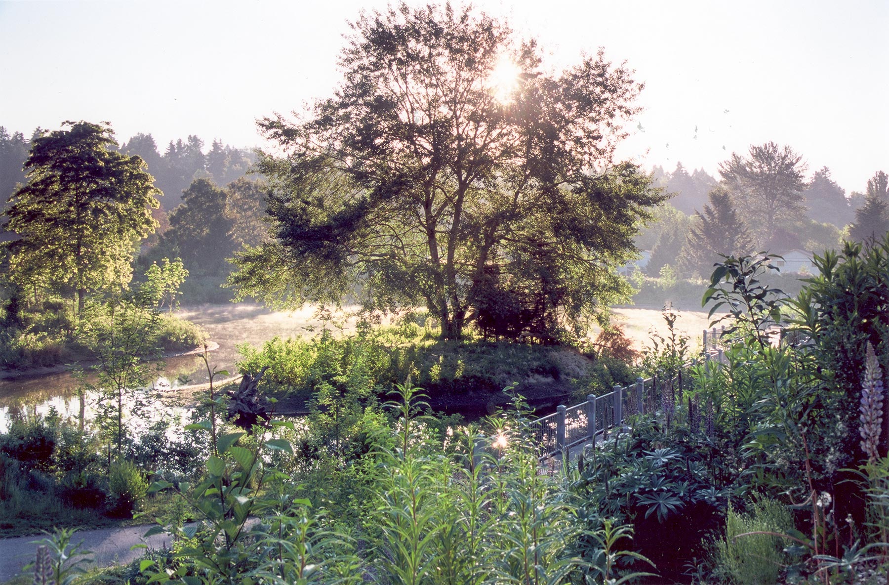 MEADOWBROOKPOND.MOOD.jpg