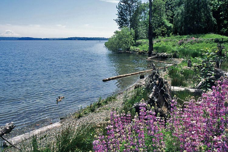 Gaynor_Madrona-Shoreline-Cove_opt.jpg