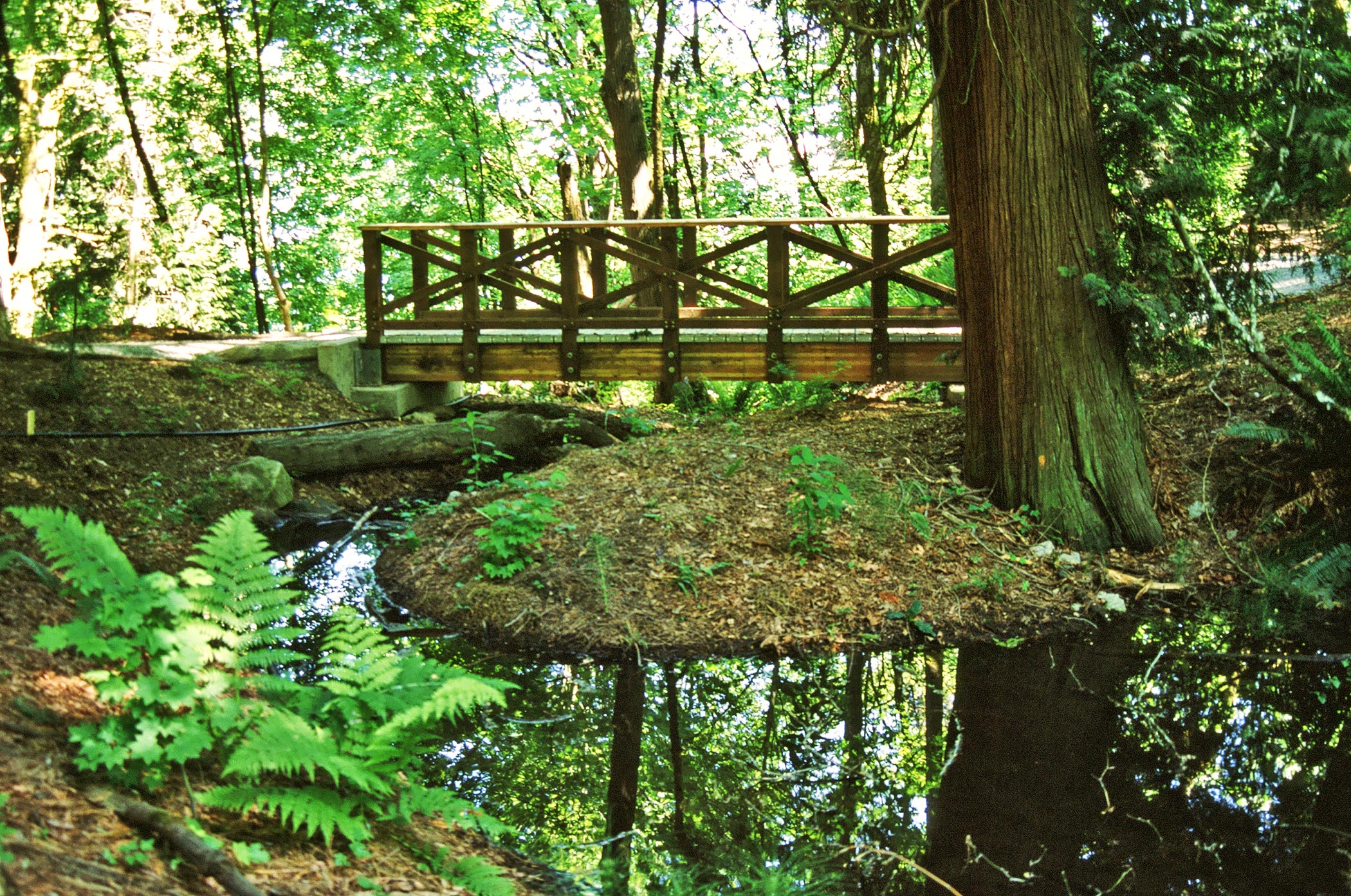 Madrona Woods Restoration, Seattle, WA  1998 - Present