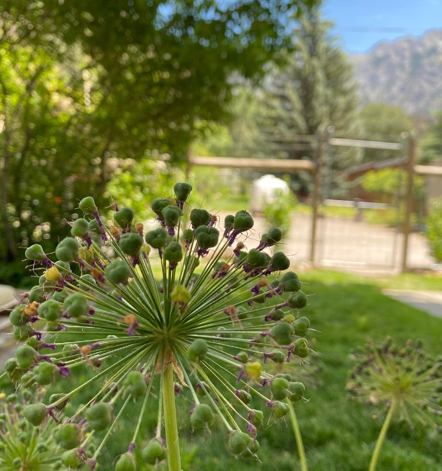 As the efforts of man imitate life&rsquo;s natural wonder, I celebrate the birth of our nation in one of it&rsquo;s most beautiful specimens.  Let this floofer be representative of the Rocket&rsquo;s Red Glare. Show us your treasures Ouray!