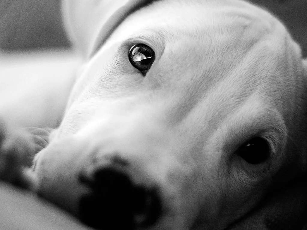 Animals___Dogs_Beautiful_eyes_Dogo_Argentino_049279_ (Medium).jpg