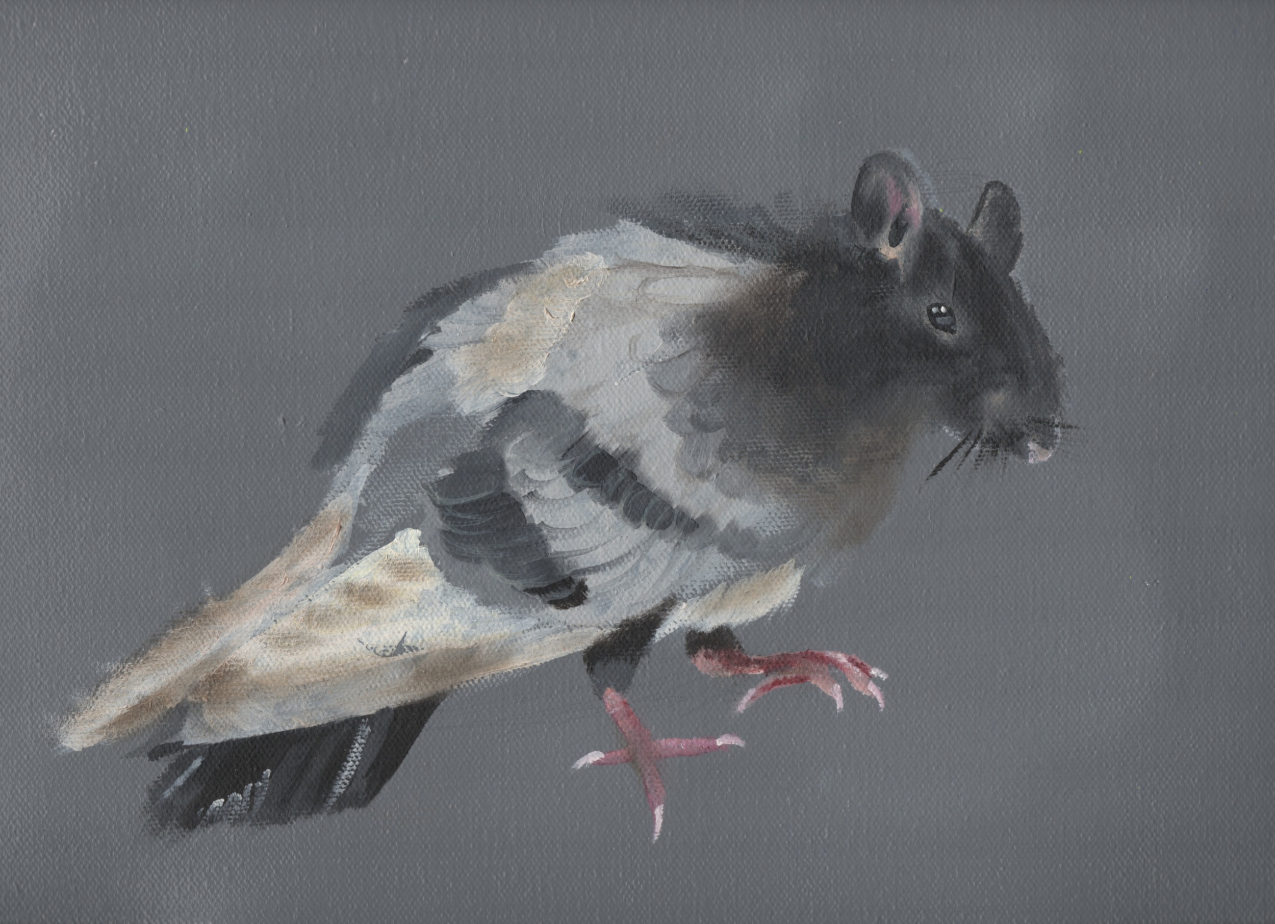 pigeon rat