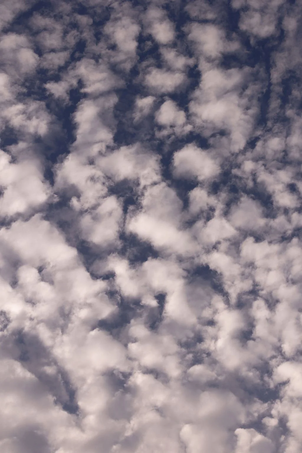 CA6A0484.jpg