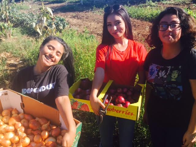 Iris, Rosa, Evelyn and Abi (not pictured) are the FoodWhat Farm Managers at our North County site this fall. Over the past two months they have been managing the fields, irrigating, weeding, implementing the crop rotation, cover cropping for winter and leading weekly harvests for the FoodWhat low-income farm stand at Gault Elementary.