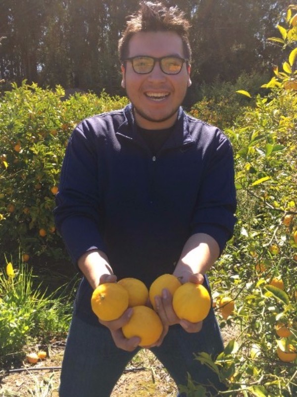 Mark from Sequoia High School in Watsonville harvesting Meyer Lemons, fresh!