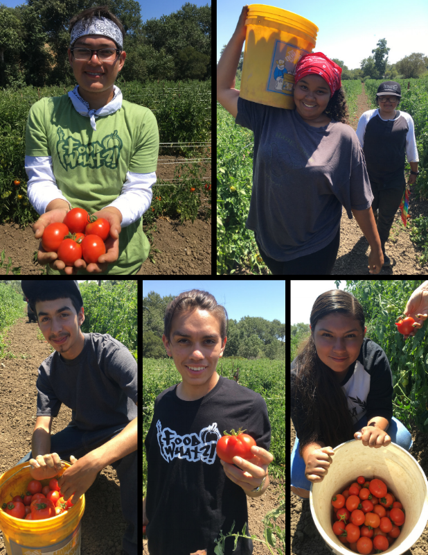 Harvesting the bounty. Pride in work. Nourishing selves, family, and community.