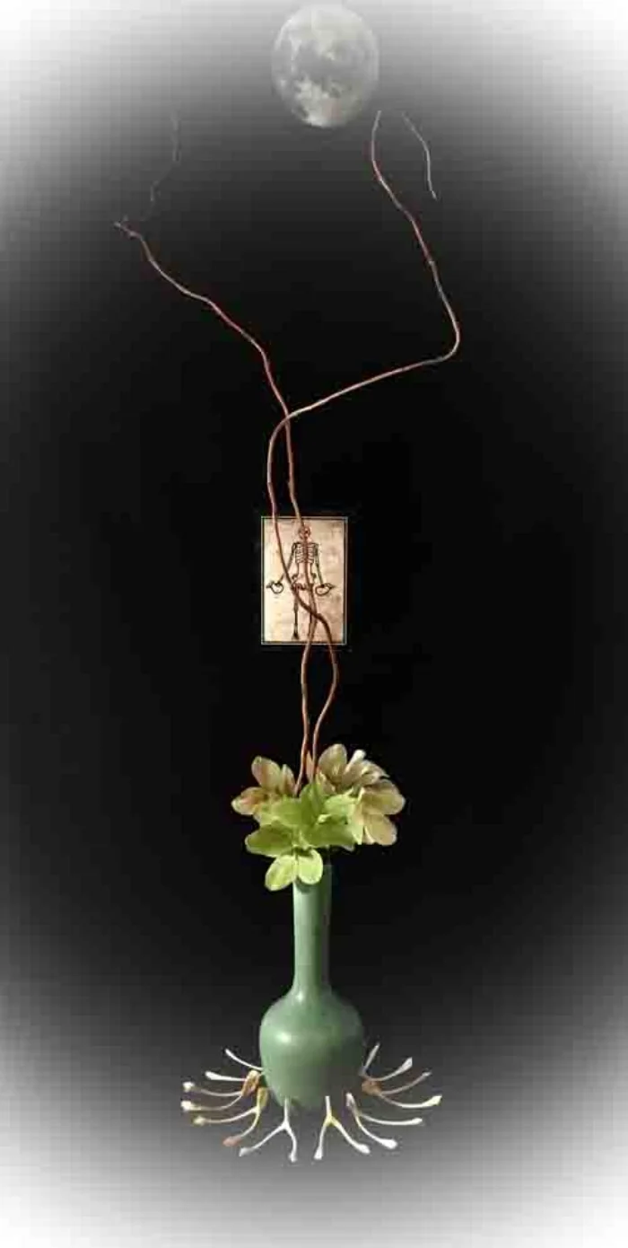 Lenten Rose. Bones