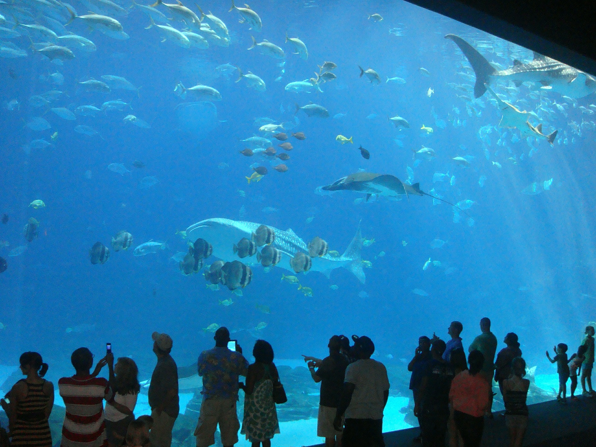 aquarium-456566_1920.jpg