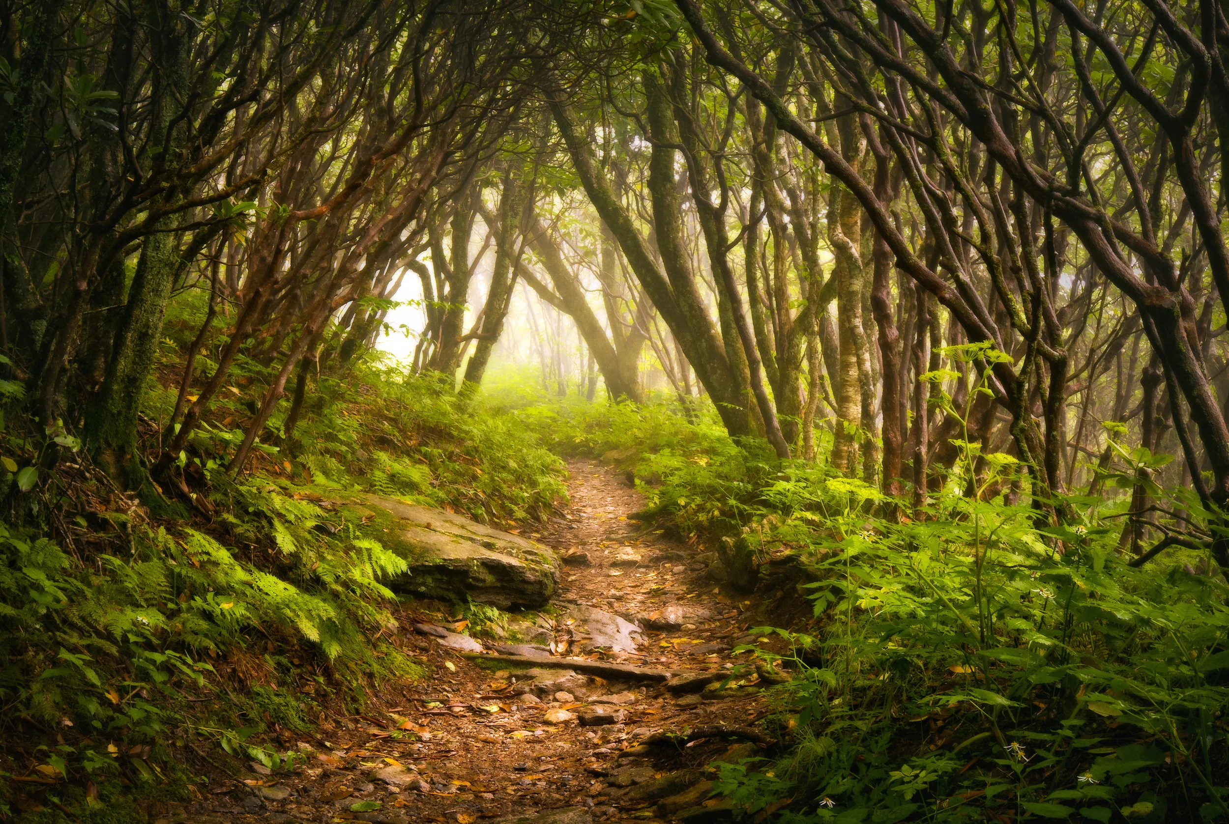 Blue Ridge Mountain Forest Trail - 2880.jpg