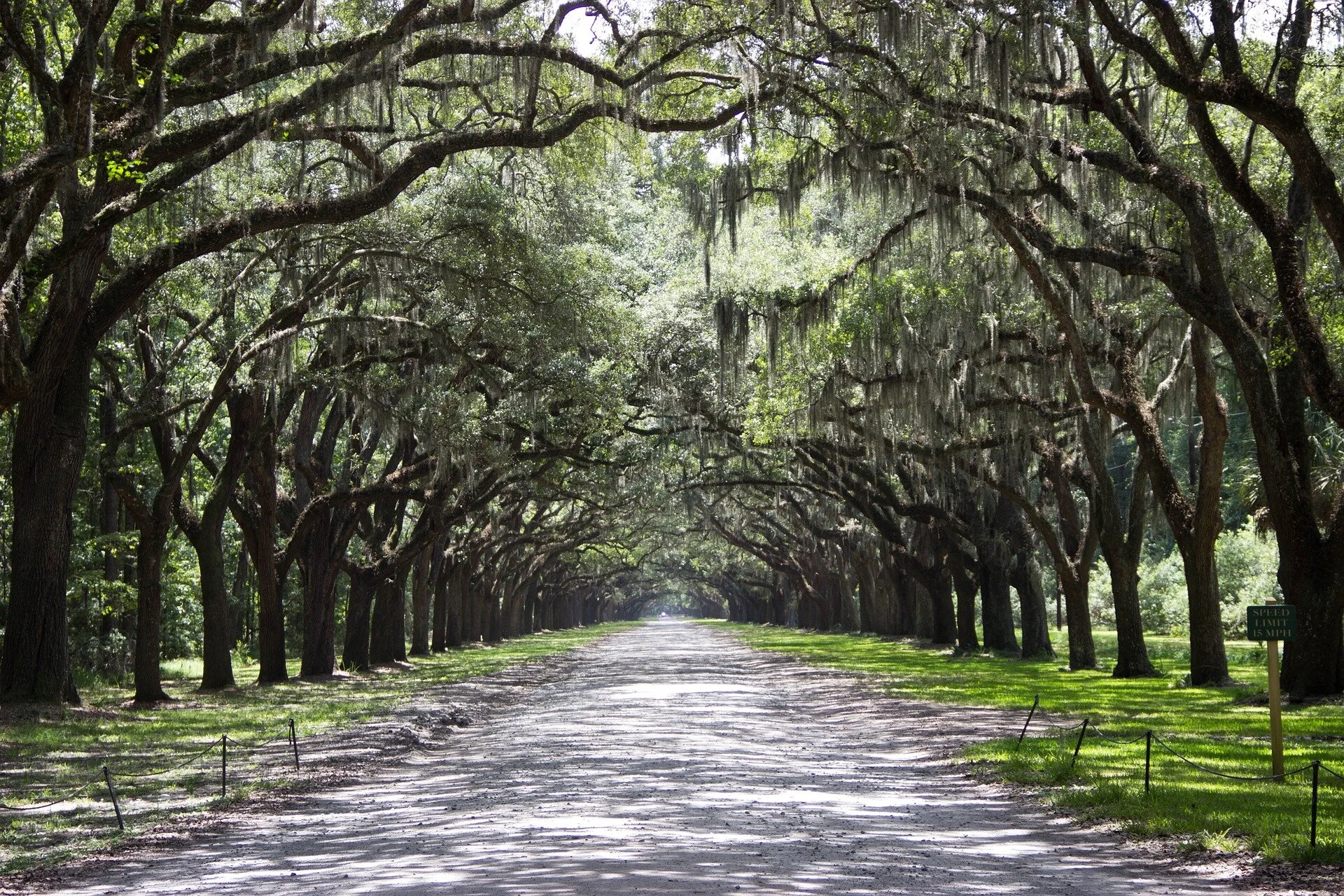 savannah-891648_1920.jpg