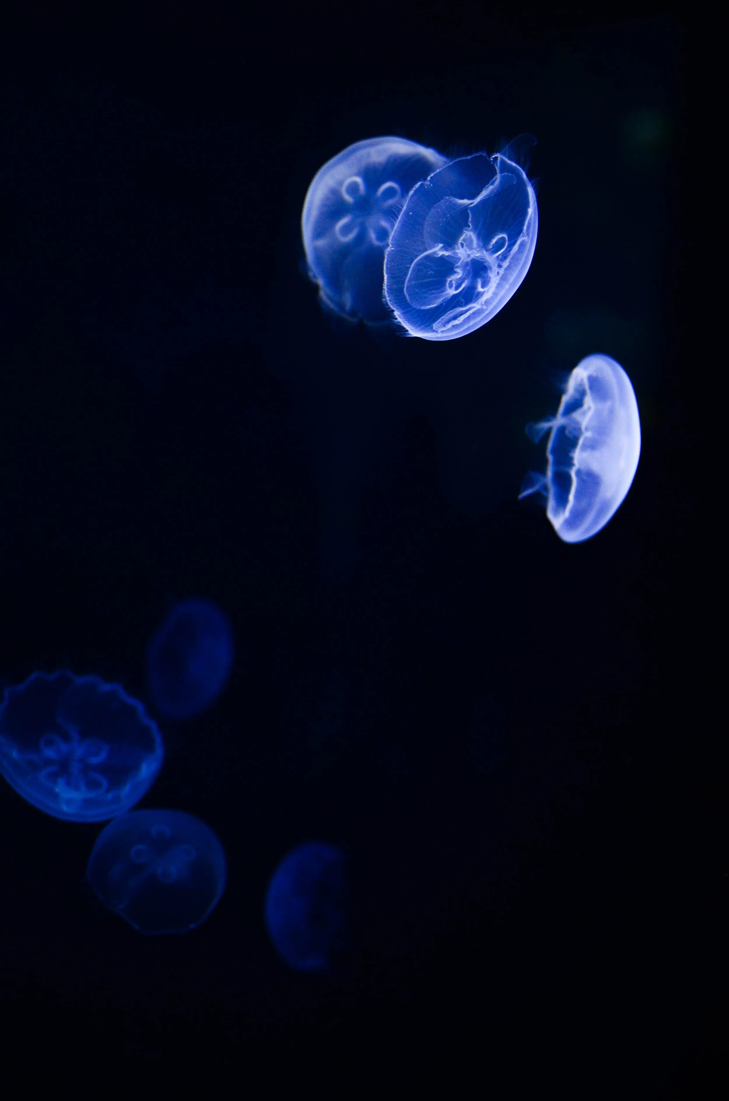 South Carolina Aquarium