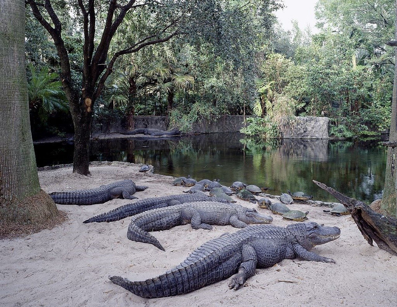 alligators-754933_1280.jpg