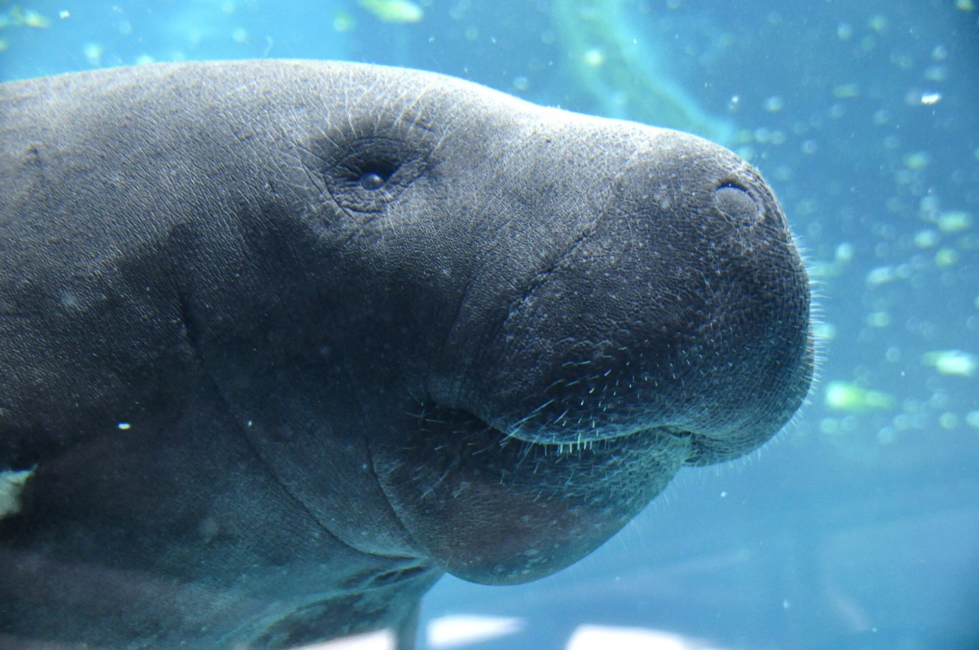 manatee-1079929_1920.jpg