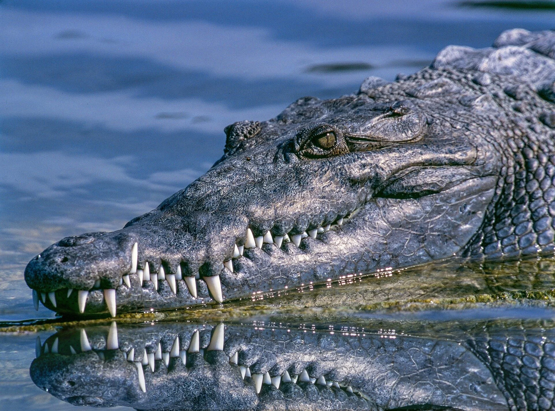 crocodile-1851313_1920.jpg