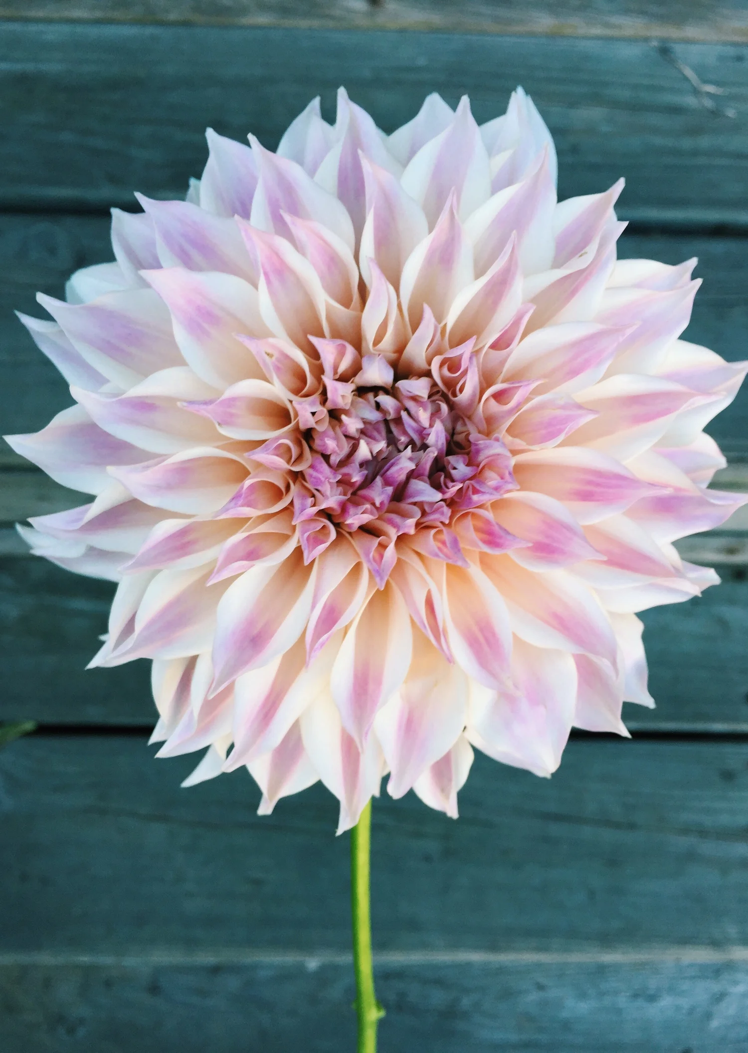 Why Flowers Inspire My Faith In God By Tom Milano Detroit Abloom Why Flowers Inspire My Faith In God By Tom Milano Detroit Abloom