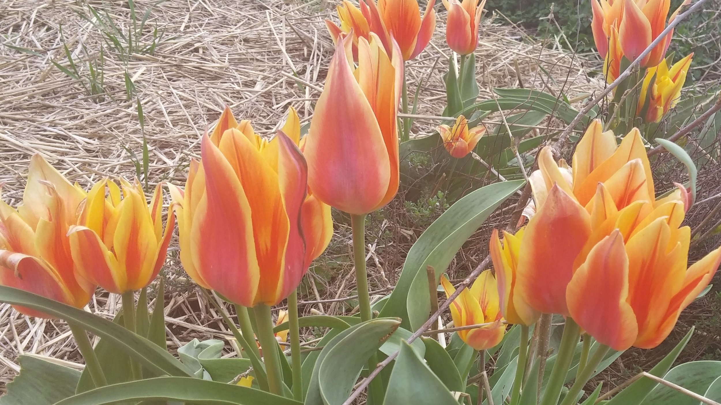 Wild Tulip - T. clusiana
