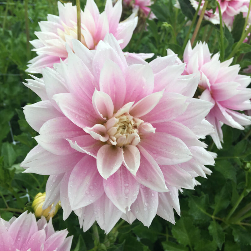Dahlia ethereal for sale crude live price investing in the stock