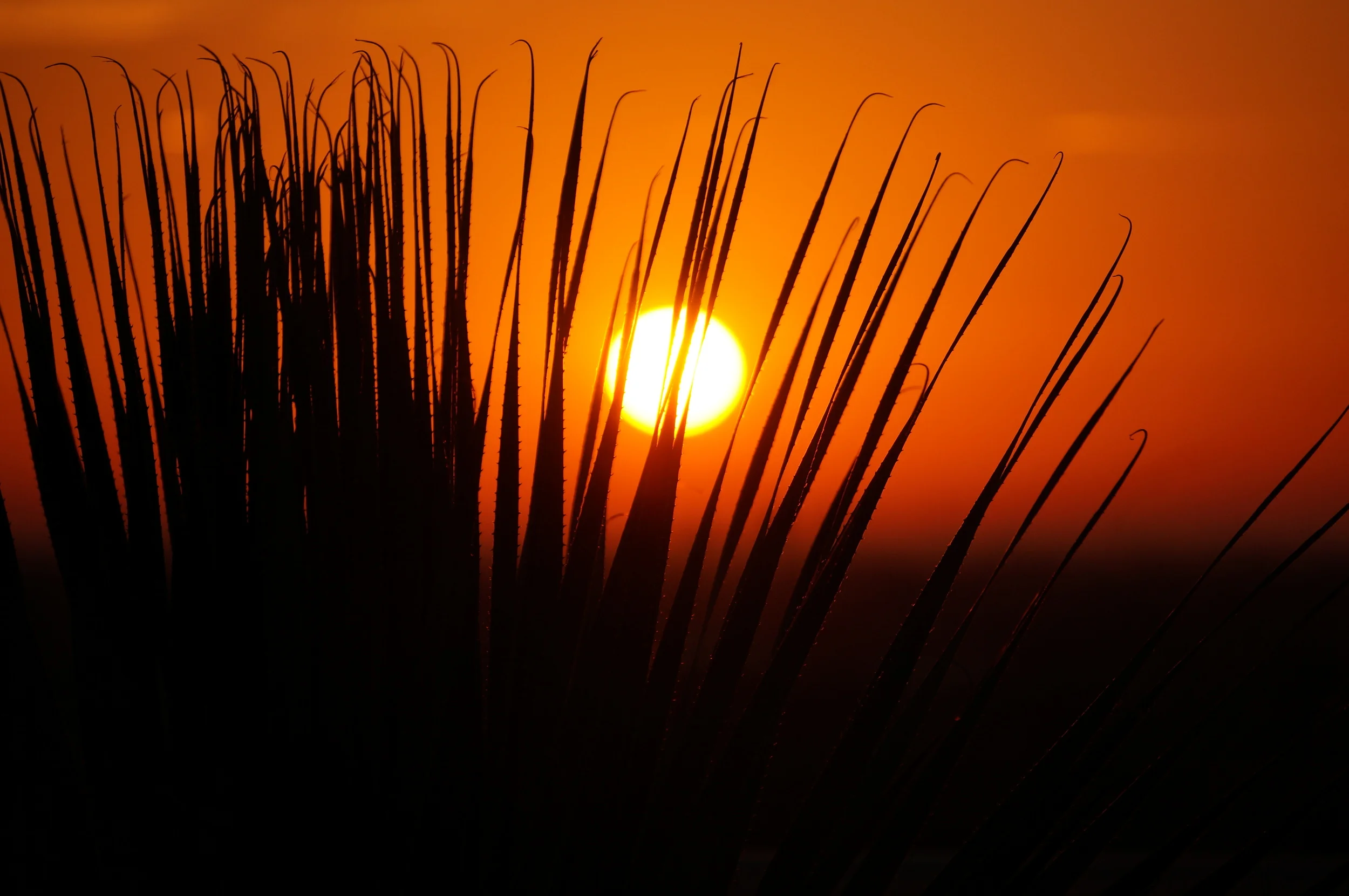 Sunrise from A Dallas Terrace