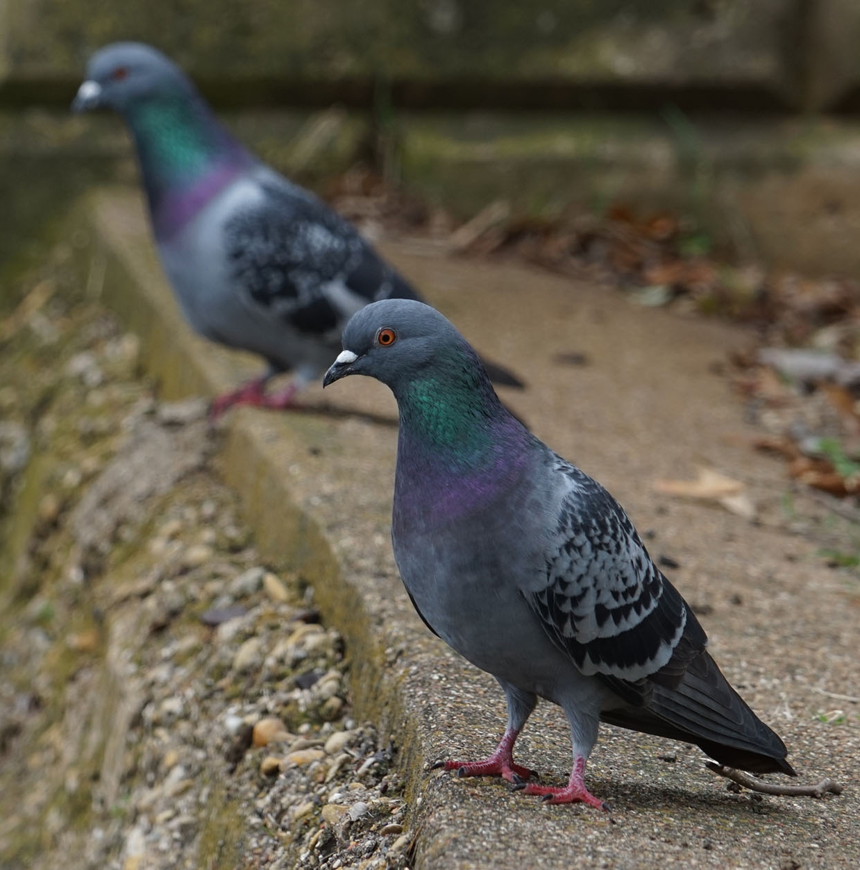 Pigeons of the Underpass