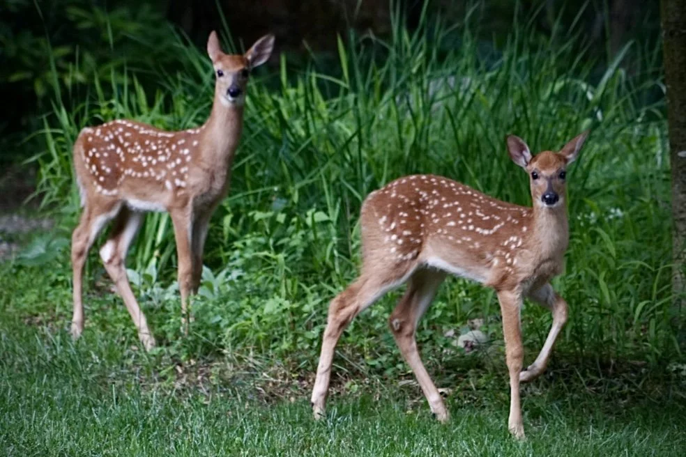 Deer Season