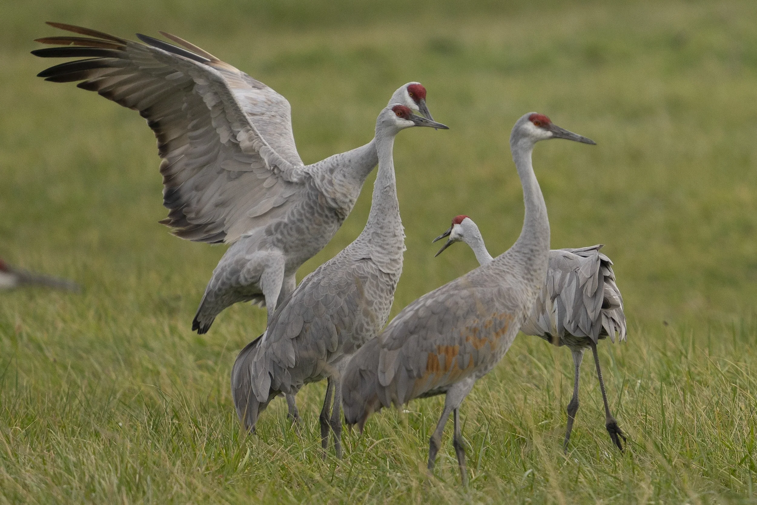 sandhill cranes landing and rumbling.JPG