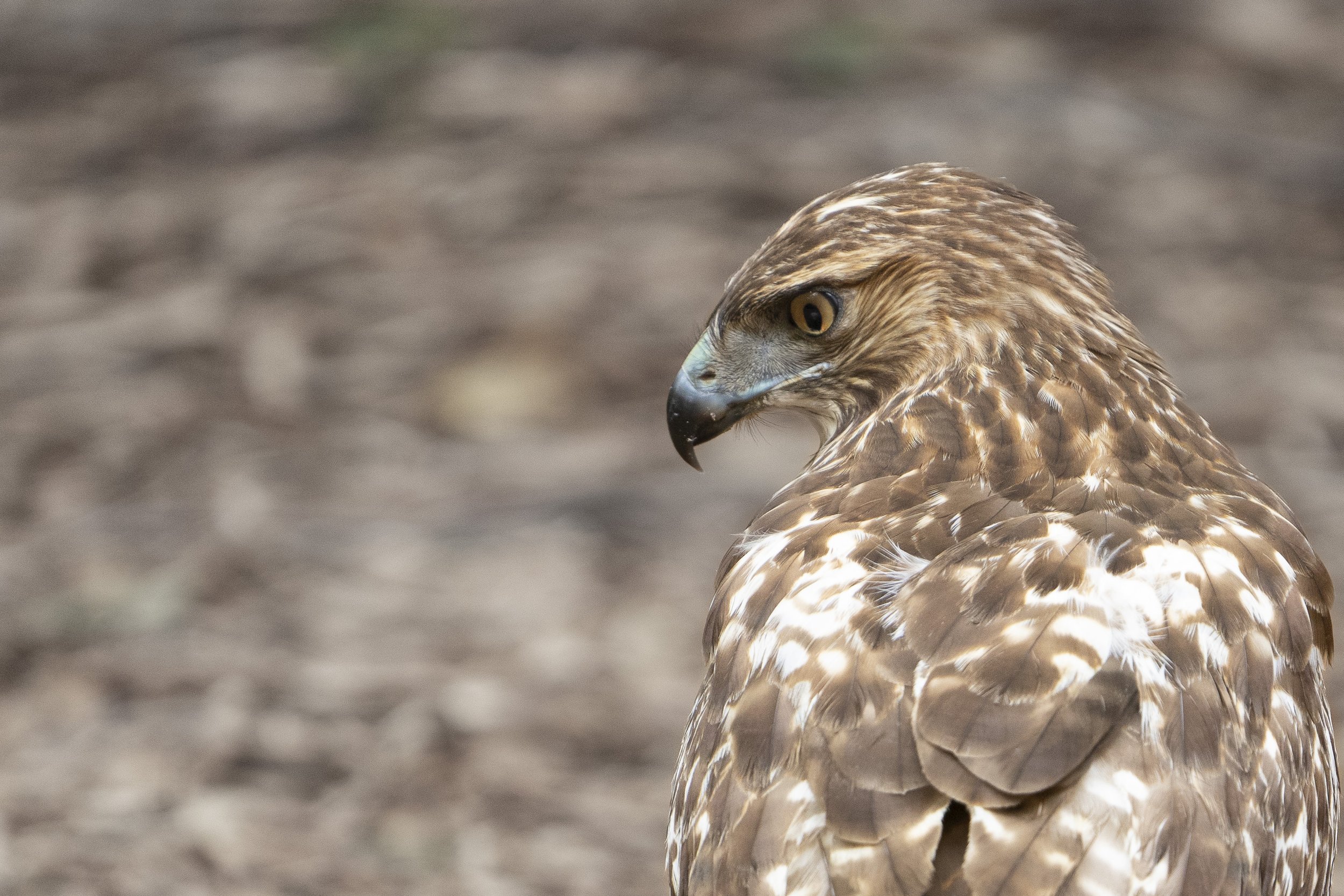hawk portrait.JPG