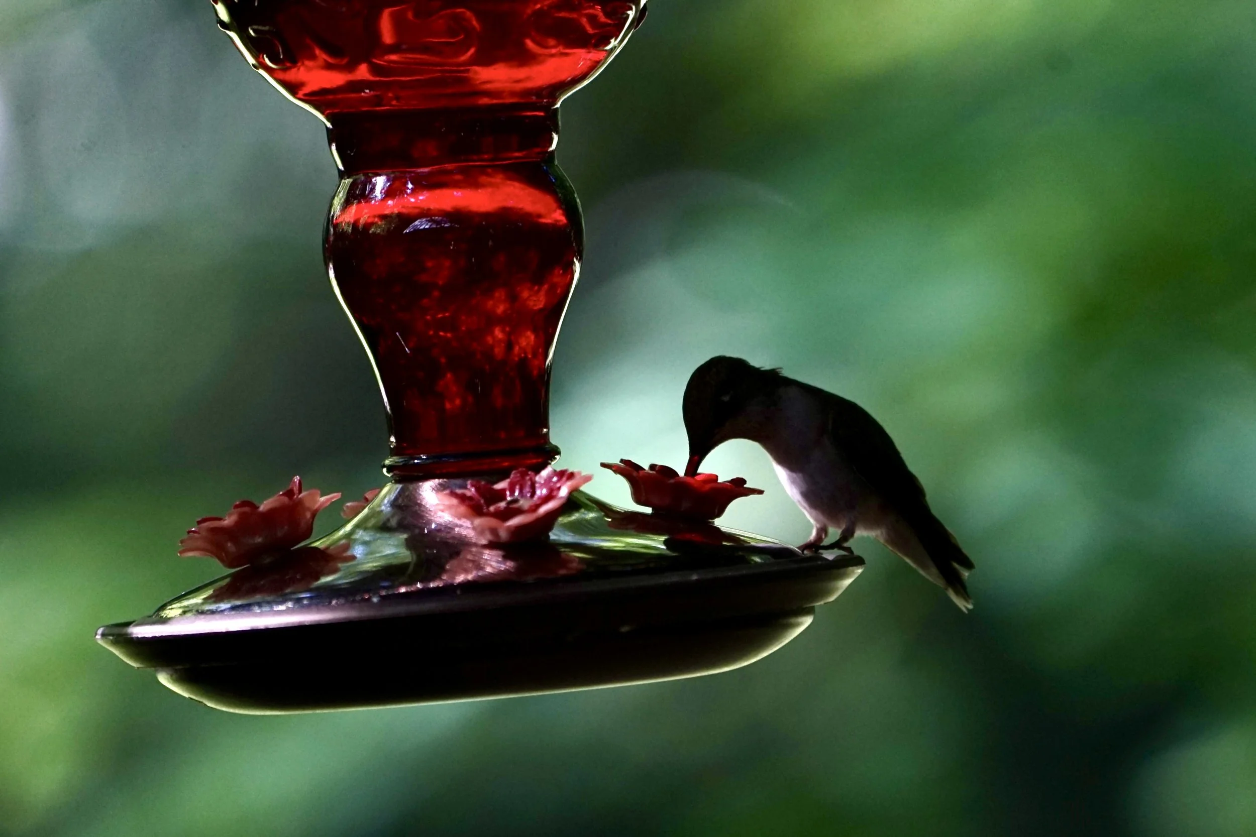 Hummingbird.jpg
