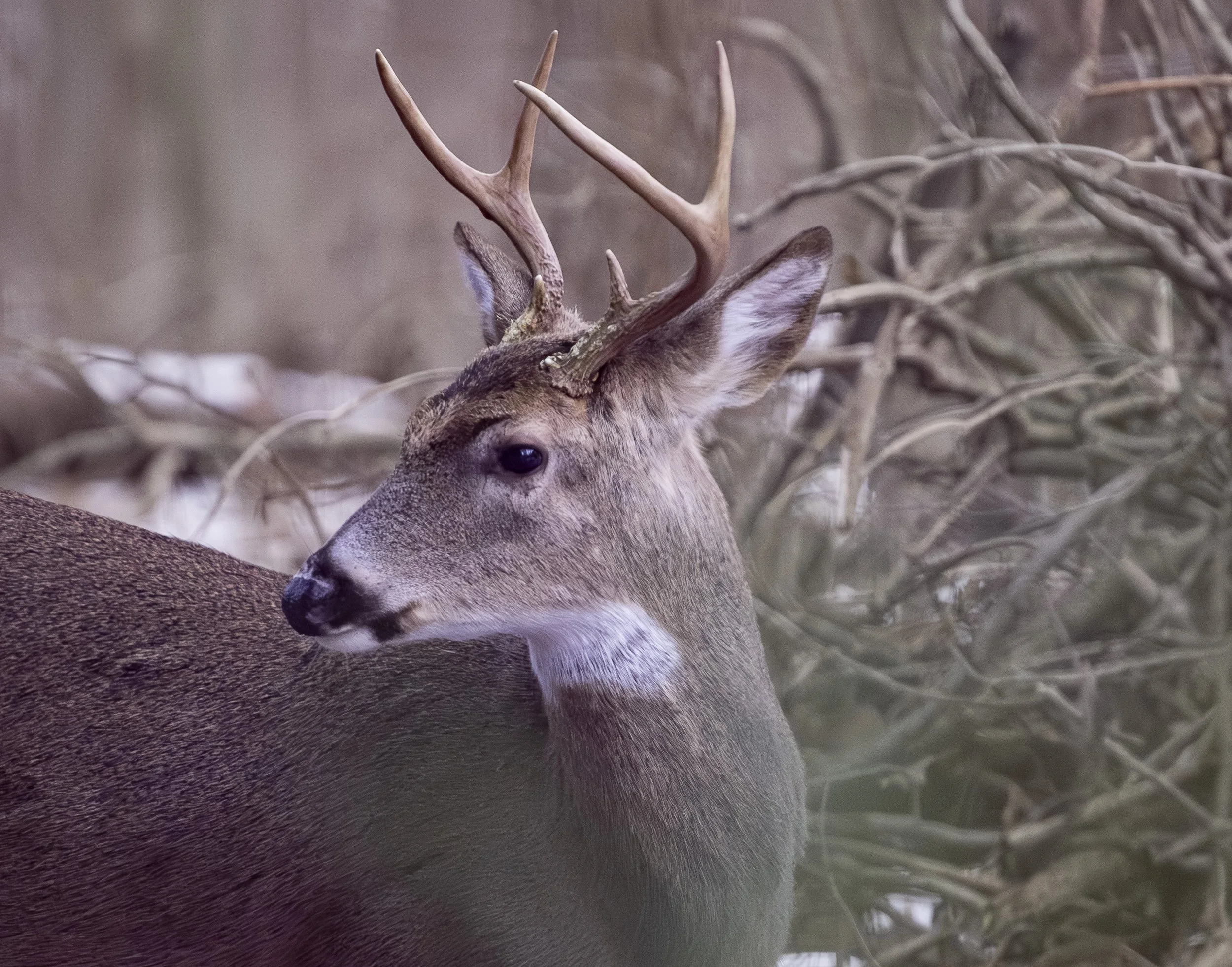 buck camoflauge less red.JPG