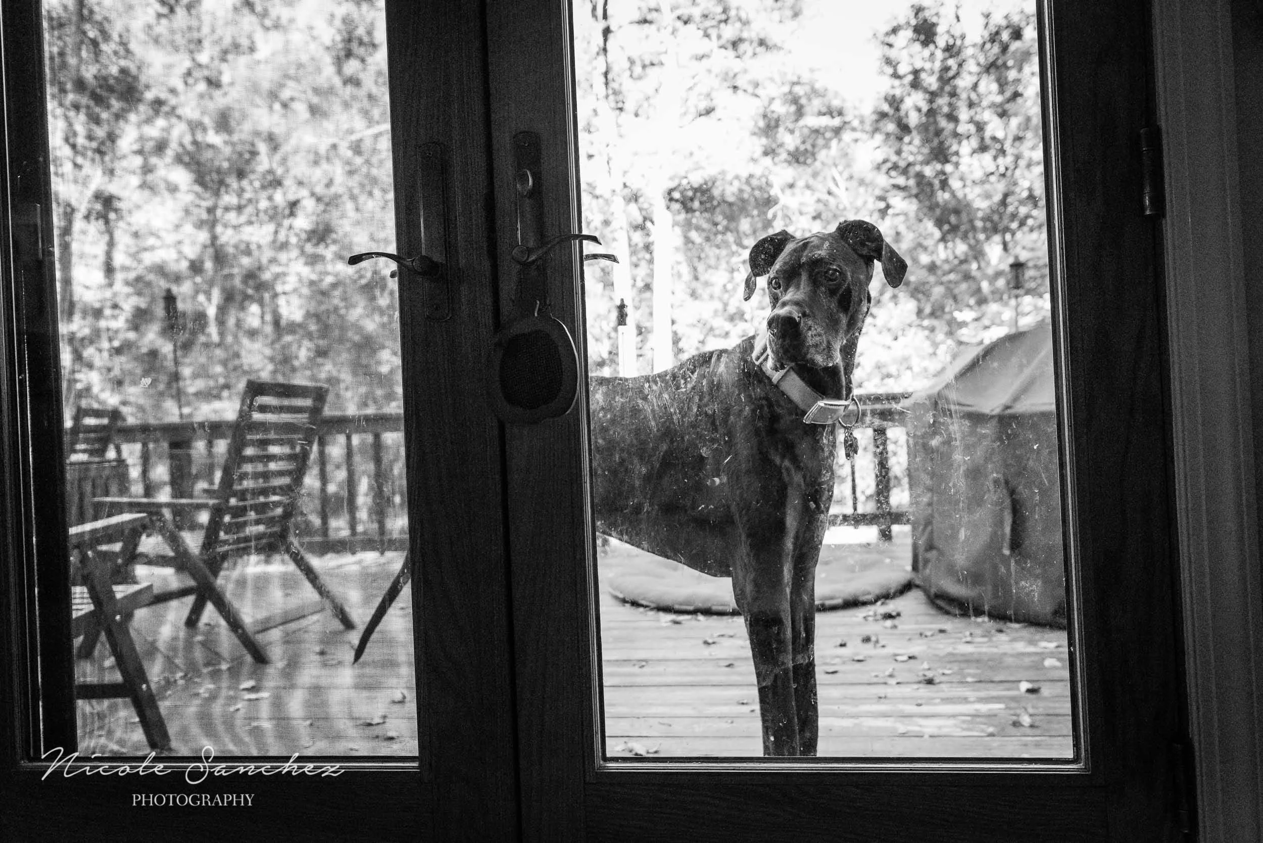 Dog outside staring in window in Alexandria, VA by Family Photographer Nicole Sanchez