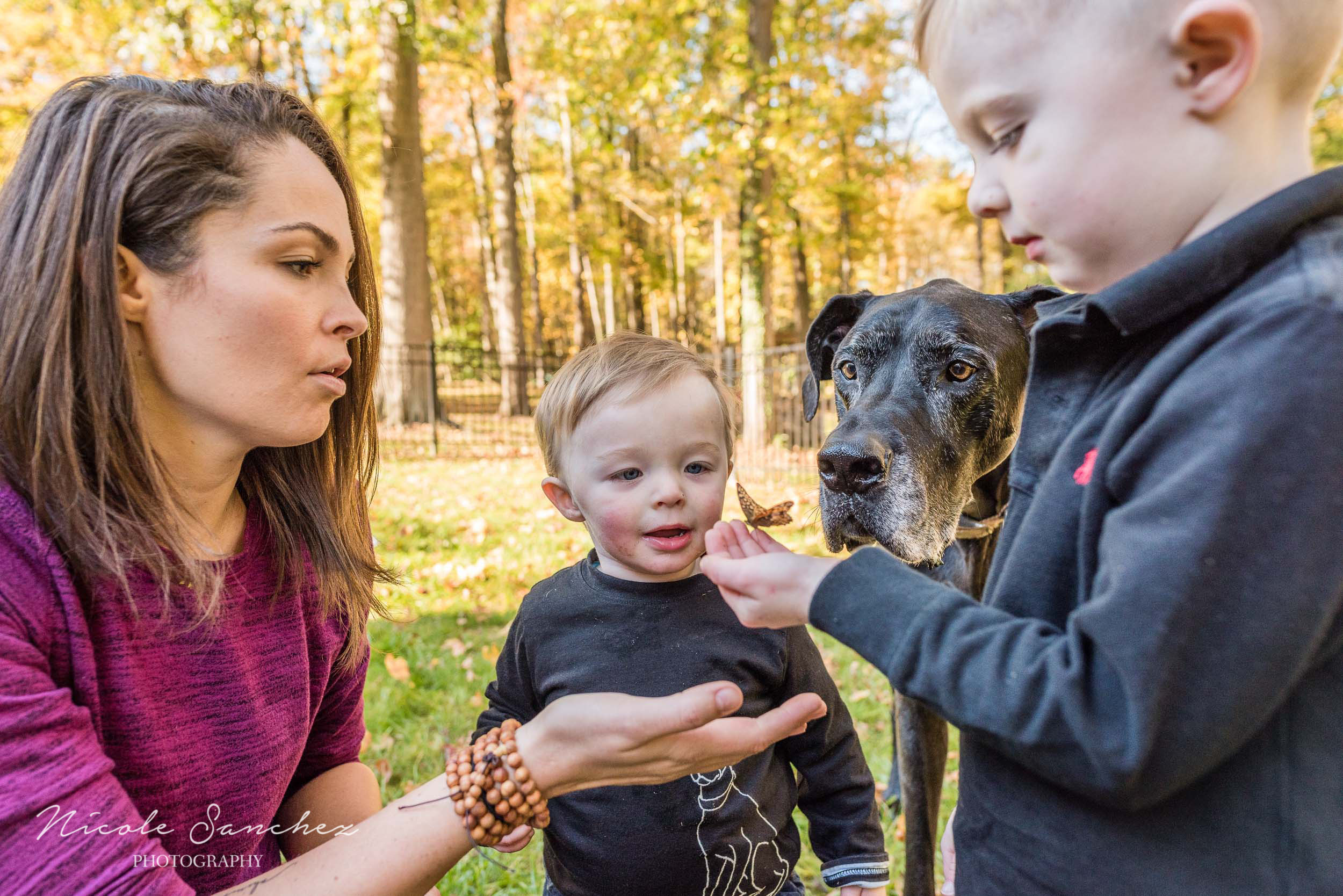 Young boy gently holding butterfly at outdoor family session in Alexandria, VA by Lifestyle Family Photographer Nicole Sanchez