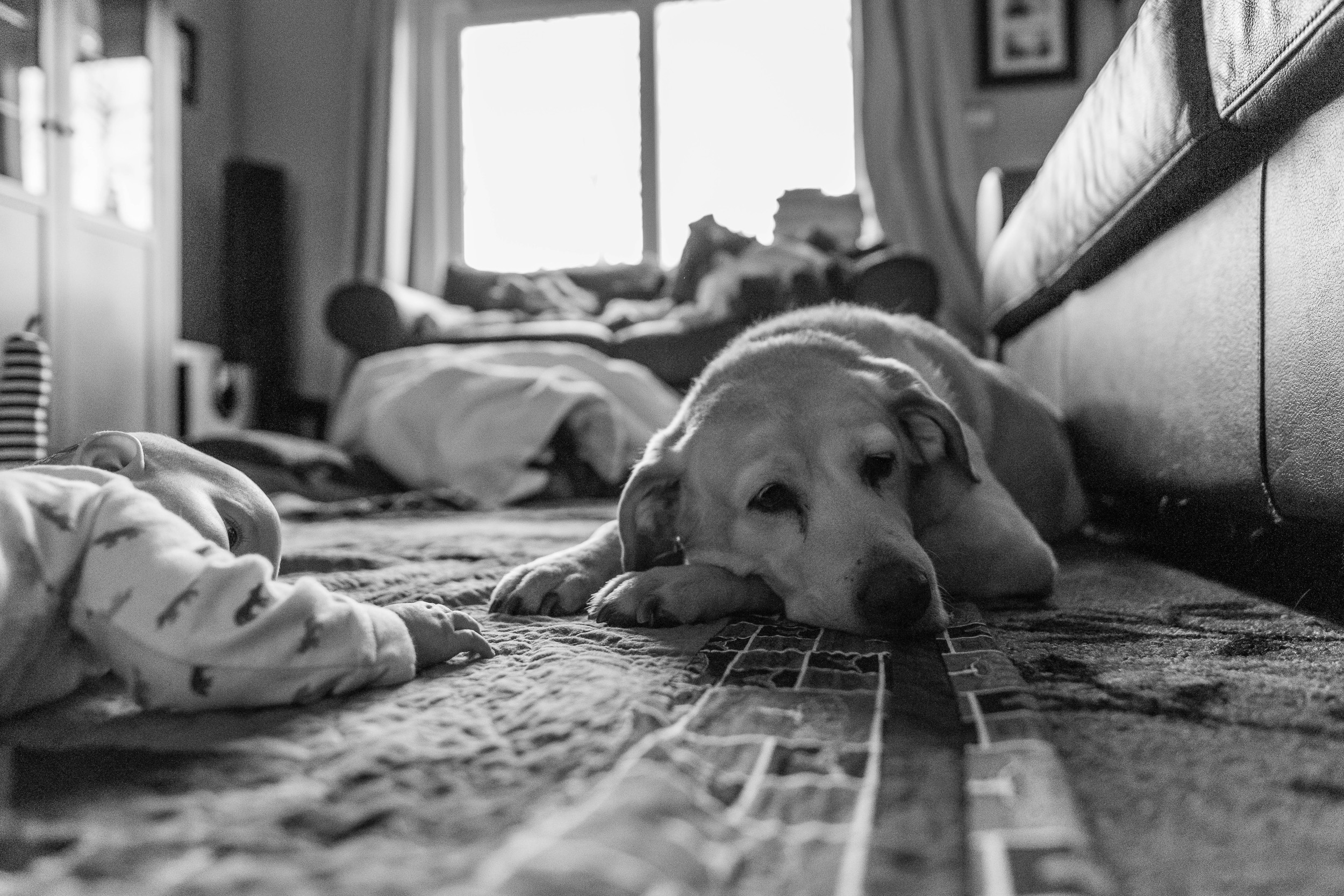 baby-lying-on-floor-next-to-family-dog-by-Northern-Virginia-Family-Photographer-Nicole-Sanchez