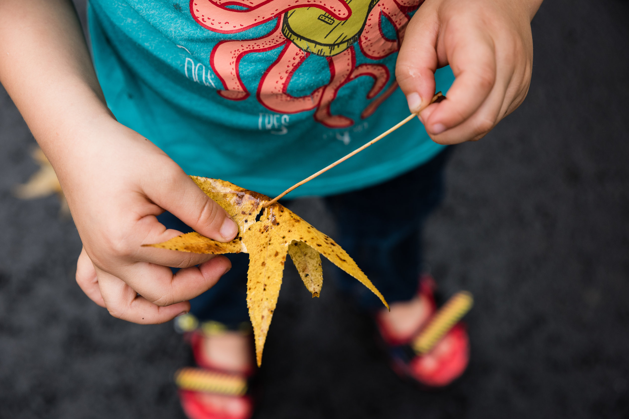 boy playing with autumn leaf by northern virginia family photographer nicole sanchez