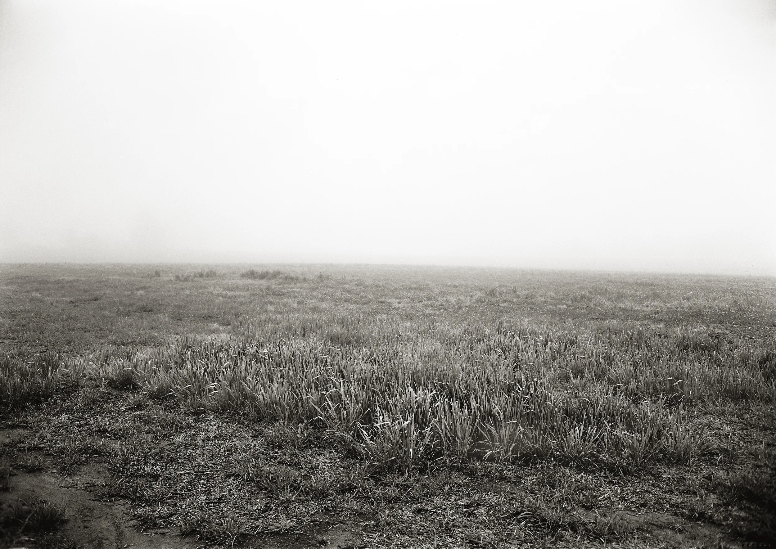 FIELD