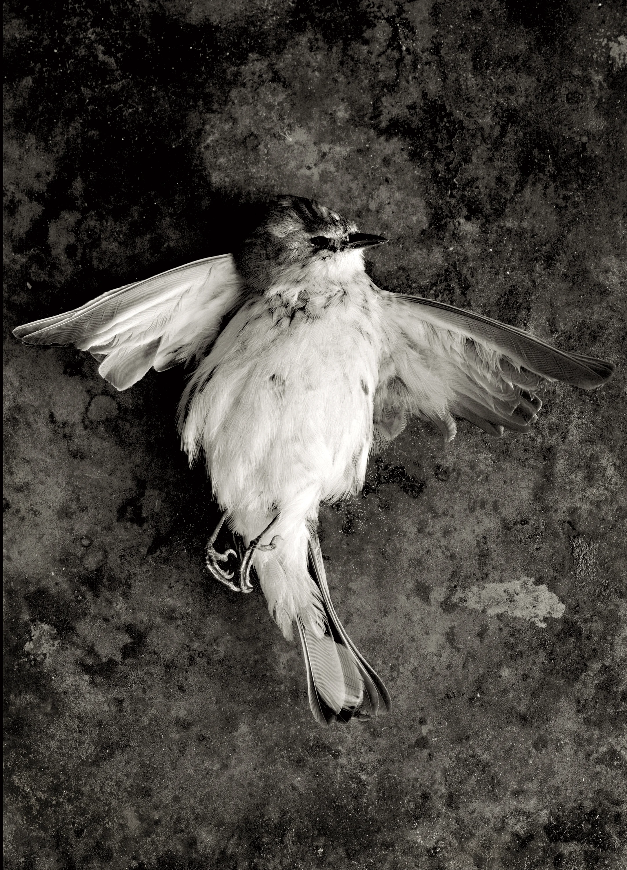 TRAGEDY OF SPRING